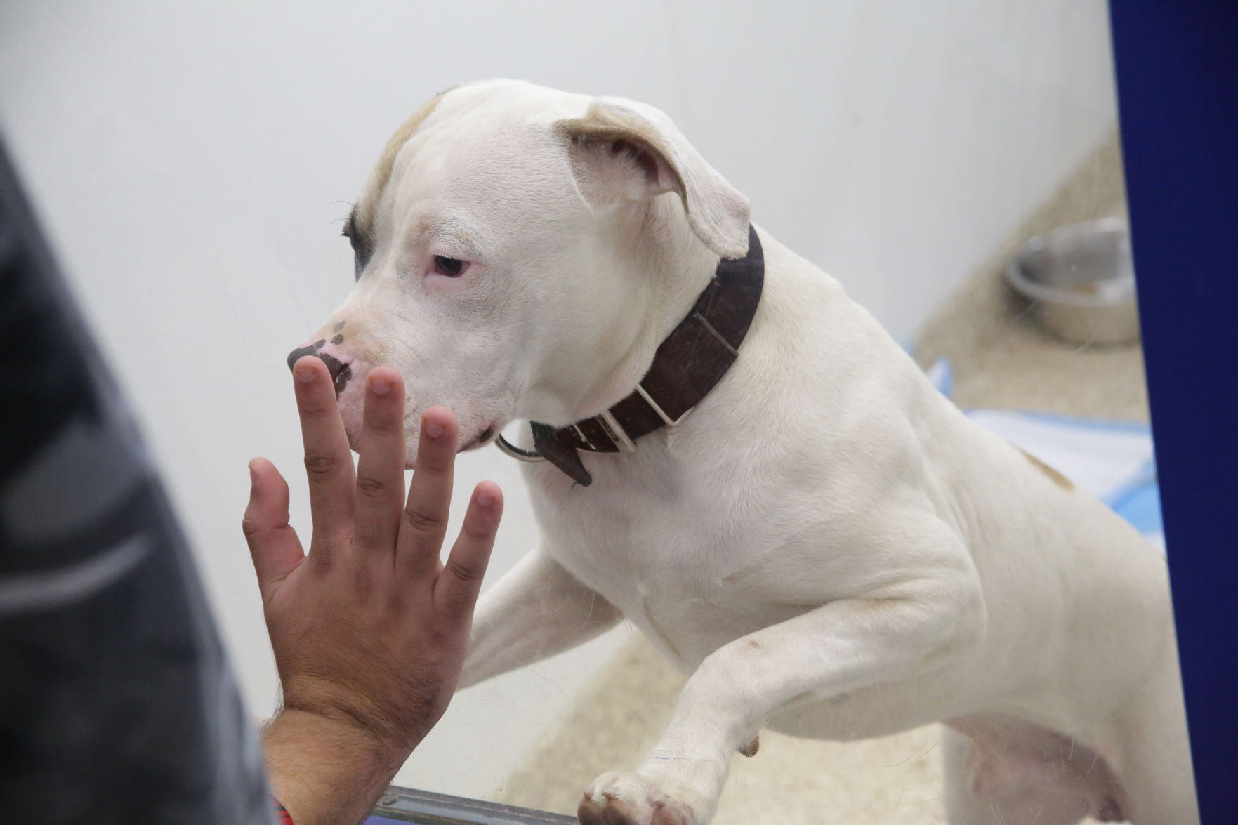Humane Indiana opens at Alsip_0755.JPG